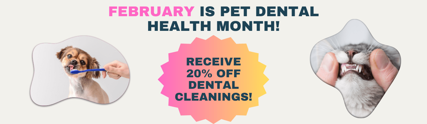 February is Pet Dental Health Month at  
