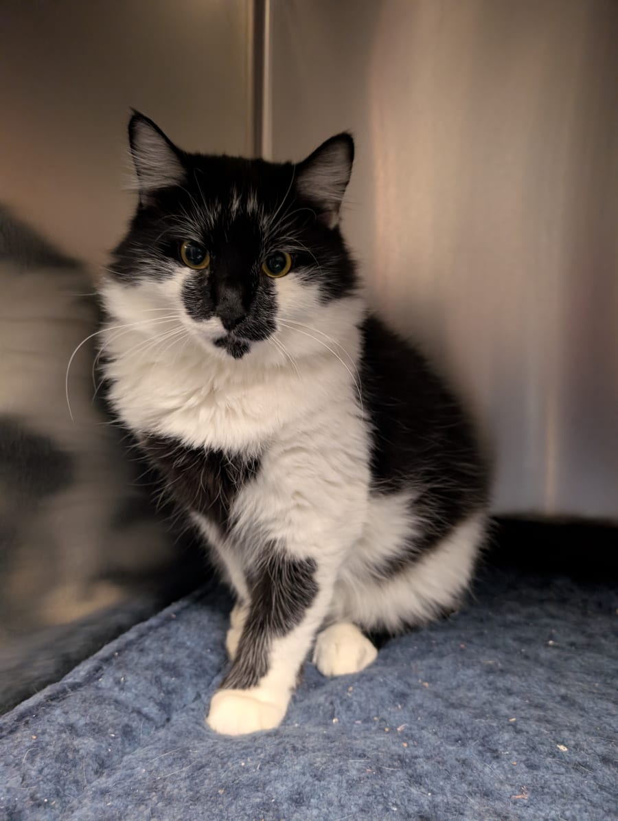 Dante is a sweet loving cat looking for his forever home.