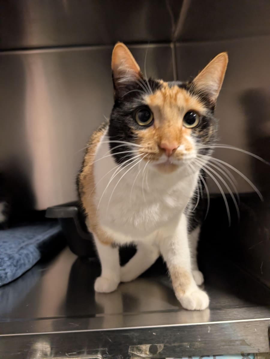 Hazel the calico is waiting to find her forever home.