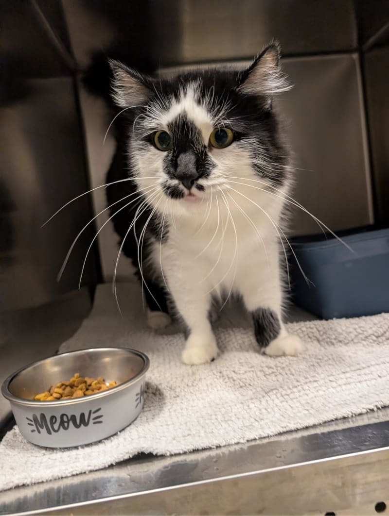 Luna is a lovely cat looking for her forever home.