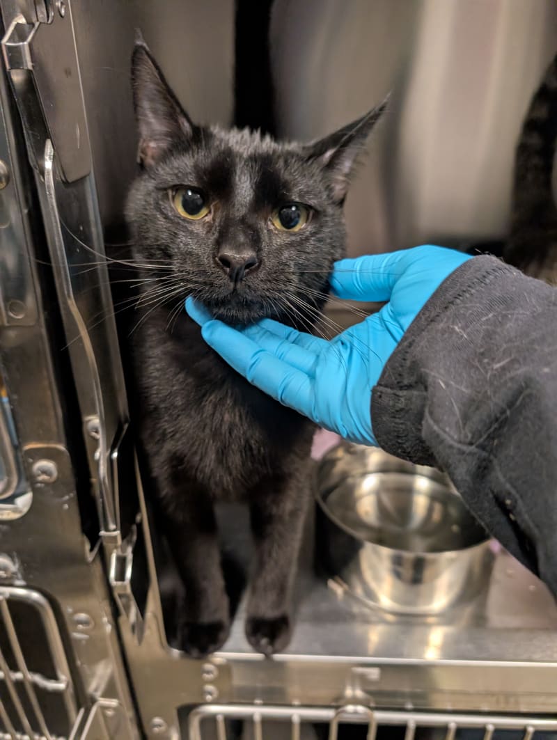 Neo is a friendly and affectionate cat looking for his forever home.