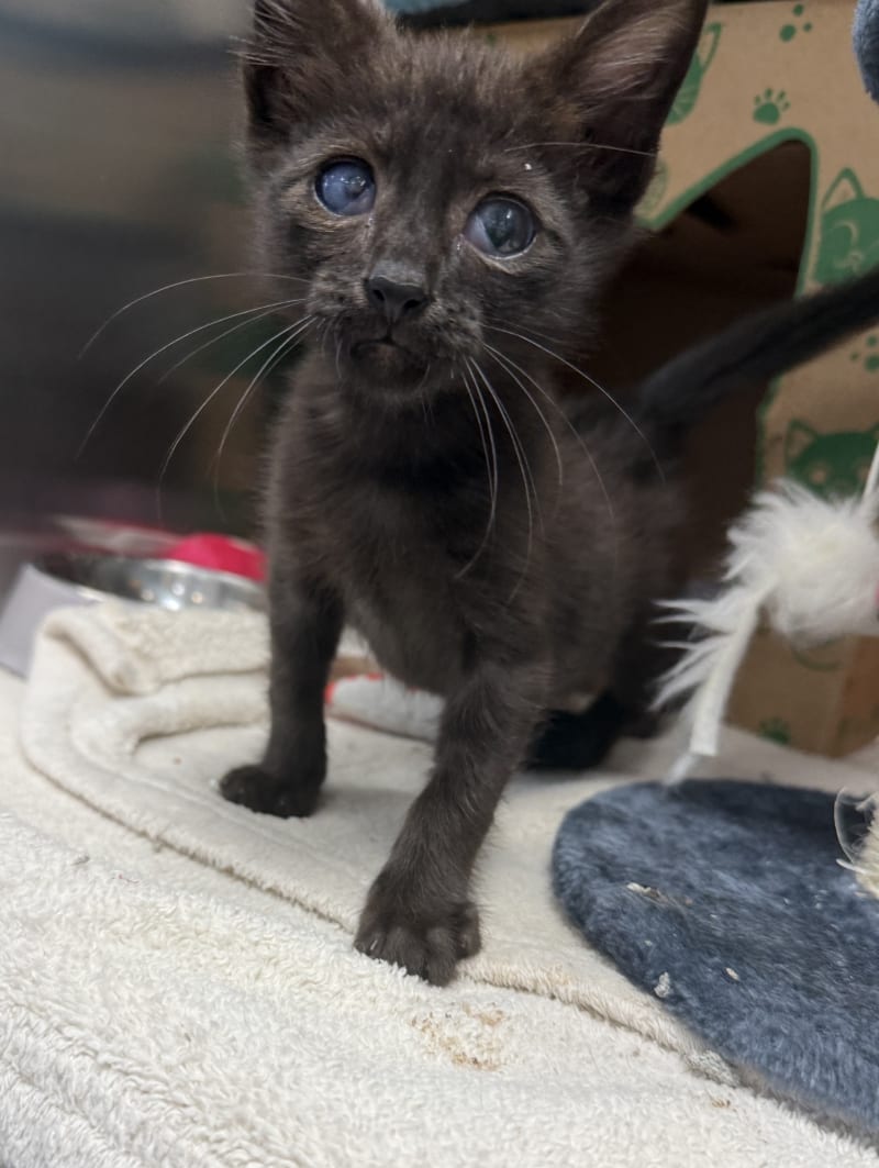 Adoptable Cat Batman