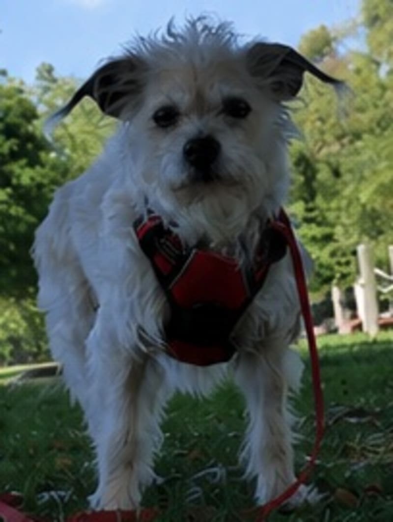 Adoptable Dog Chai at Shane Veterinary Medical Center