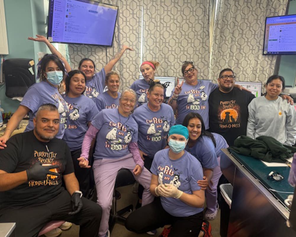 Shane Veterinary Medical Center | Marina del Rey GP Vet