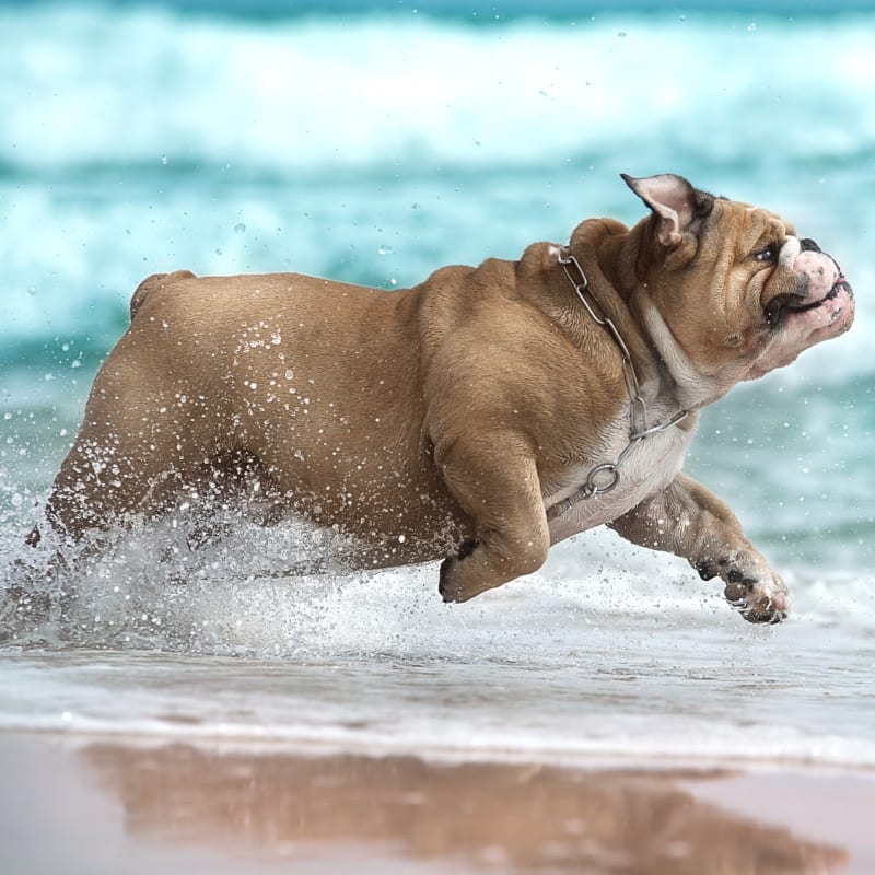 Shane Veterinary Medical Center in Marina del Rey