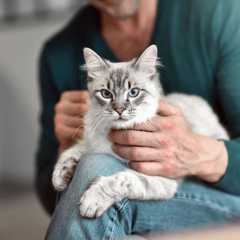 Cat in a Medical Boarding in Marina del Rey