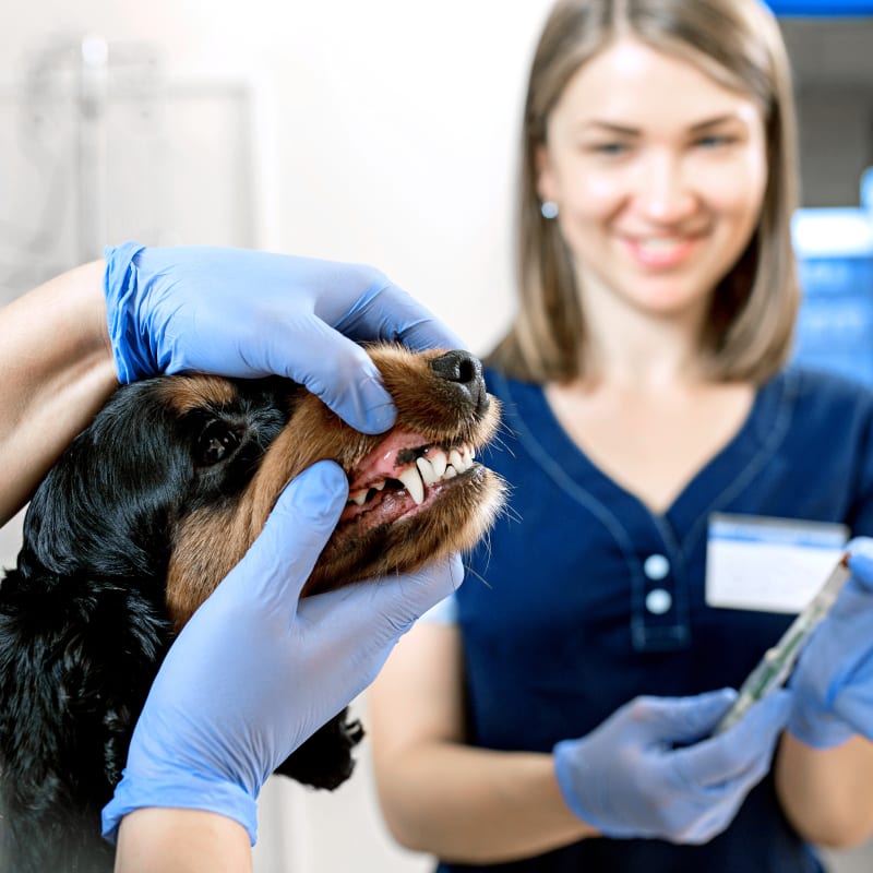 Veterinary Dentistry & Dental Surgery in Marina Del Rey
