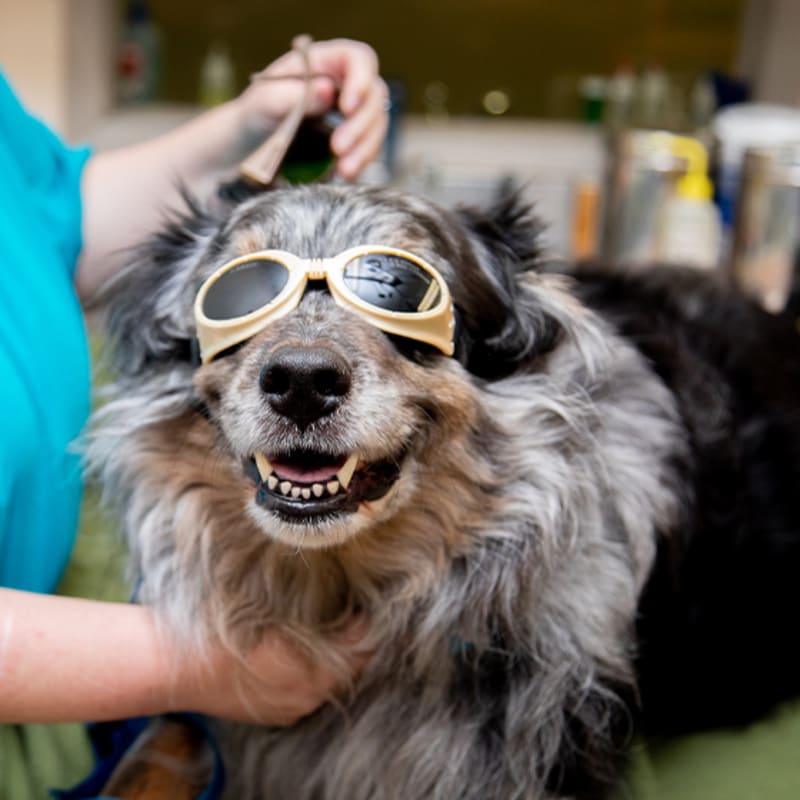 dog relaxing after laser therapy