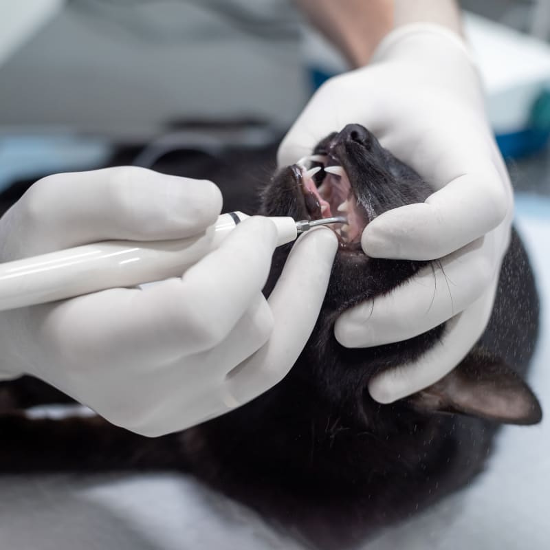 Veterinary Surgery in Marina del Rey