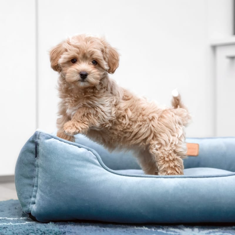 Veterinary Surgeon with in Marina del Rey